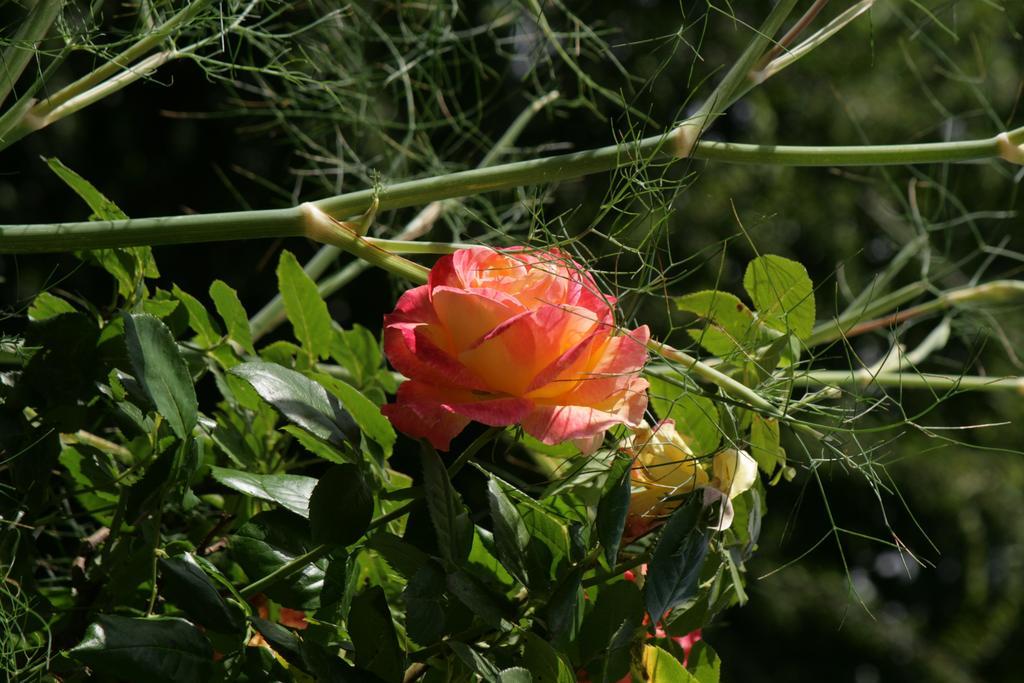 Les Douves Bed & Breakfast
